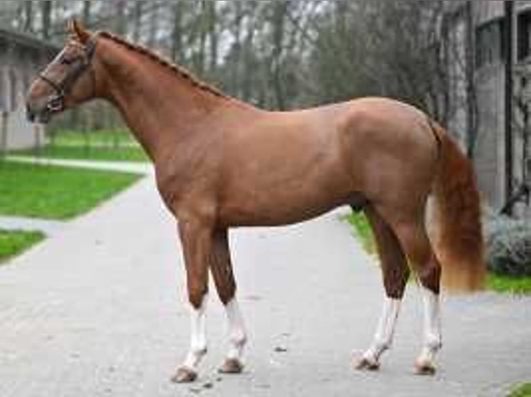 Belgisch Warmbloed Hengst 3 Jaar 170 cm Donkere-vos in Sint-Niklaas