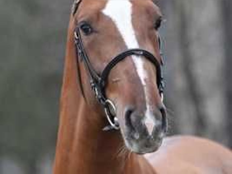 Belgisch Warmbloed Hengst 3 Jaar 170 cm in Sint-Niklaas