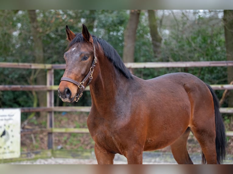 Belgisch Warmbloed Hengst 3 Jaar 172 cm Bruin in Bocholt