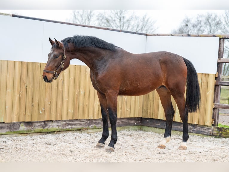 Belgisch Warmbloed Hengst 3 Jaar 172 cm Bruin in Bocholt