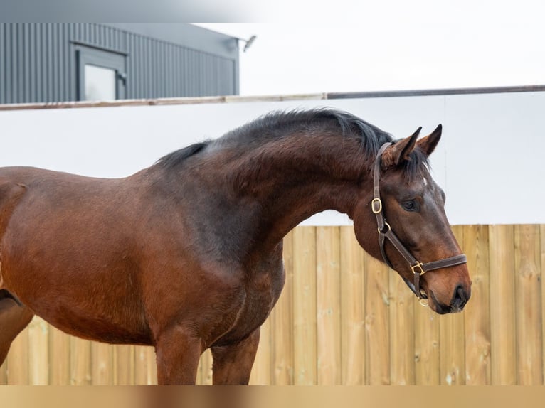 Belgisch Warmbloed Hengst 3 Jaar 172 cm Bruin in Bocholt