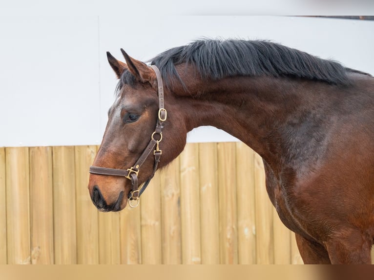 Belgisch Warmbloed Hengst 3 Jaar 172 cm Bruin in Bocholt