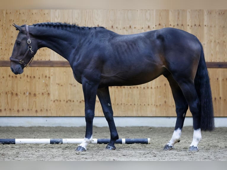 Belgisch Warmbloed Hengst 3 Jaar 175 cm Donkerbruin in Kinrooi