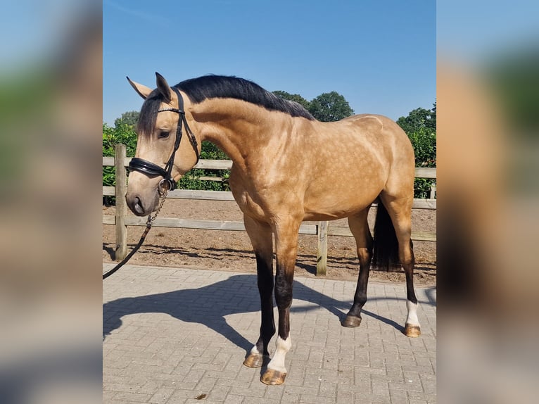 Belgisch Warmbloed Hengst 3 Jaar Buckskin in Den Ham