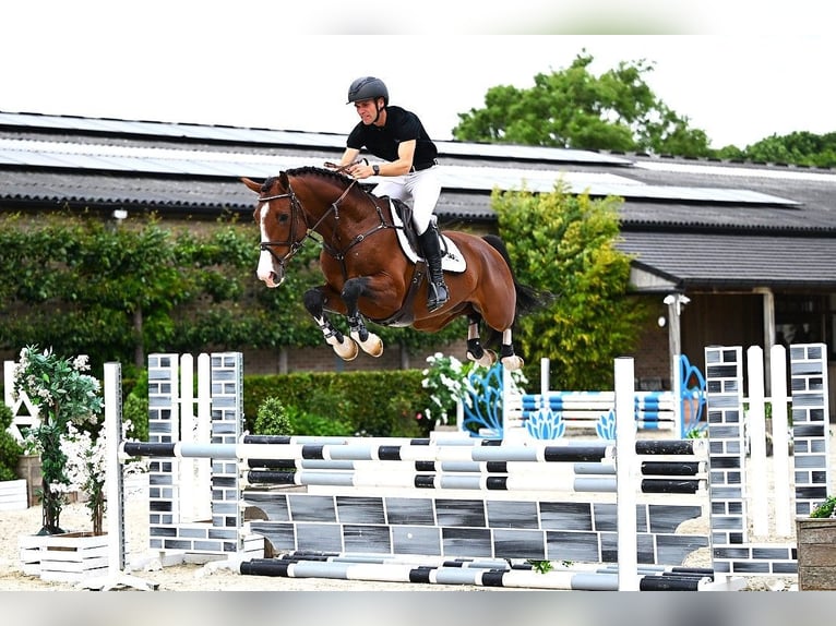 Belgisch Warmbloed Hengst 4 Jaar 165 cm Bruin in Bladel