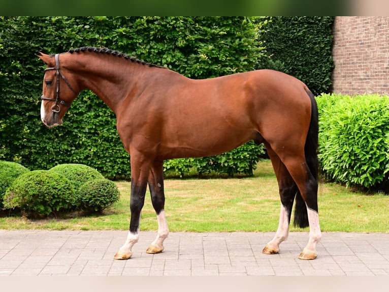 Belgisch Warmbloed Hengst 4 Jaar 165 cm Bruin in Bladel