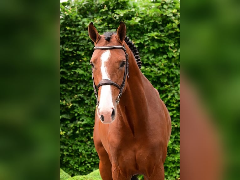 Belgisch Warmbloed Hengst 4 Jaar 165 cm Bruin in Bladel