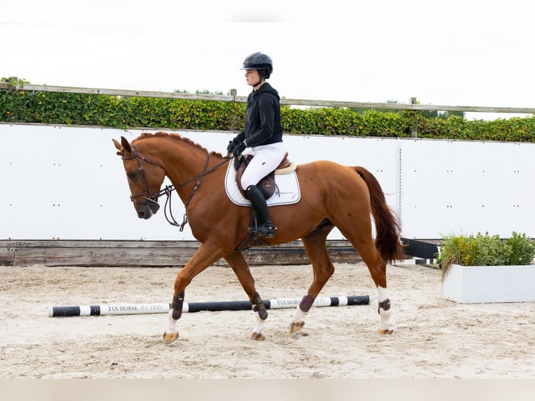 Belgisch Warmbloed Hengst 4 Jaar 165 cm Vos in Waddinxveen Belgisch Warmbloed Hengst 4 Jaar 165 cm Vos in Waddinxveen