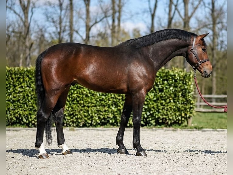 Belgisch Warmbloed Hengst 4 Jaar 168 cm Roodbruin in Orosháza