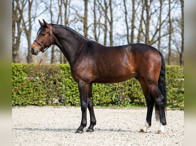 Belgisch Warmbloed Hengst 4 Jaar 168 cm Roodbruin in Orosháza
