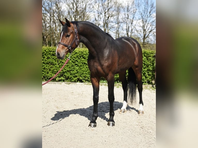 Belgisch Warmbloed Hengst 4 Jaar 168 cm Roodbruin in Orosháza
