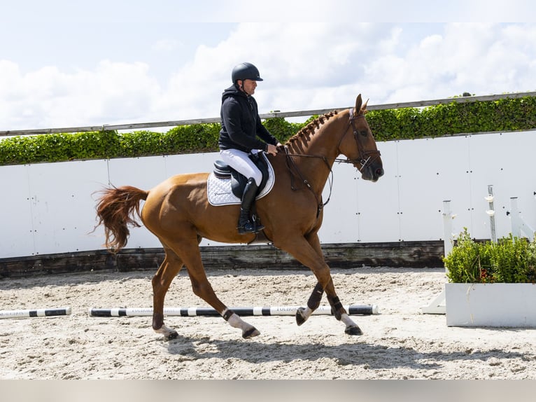 Belgisch Warmbloed Hengst 4 Jaar 178 cm Vos in Waddinxveen