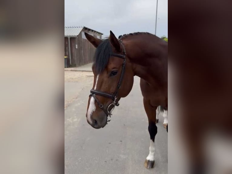 Belgisch Warmbloed Hengst 5 Jaar 170 cm Roodbruin in Bladel