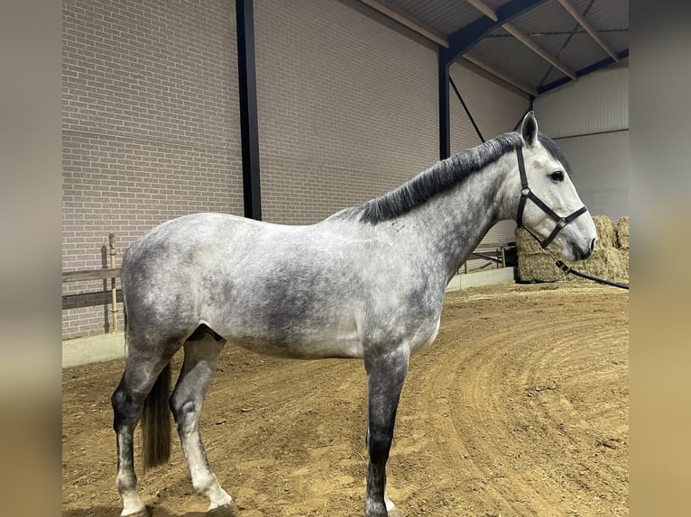 Belgisch Warmbloed Hengst 5 Jaar 172 cm Schimmel in Helchteren