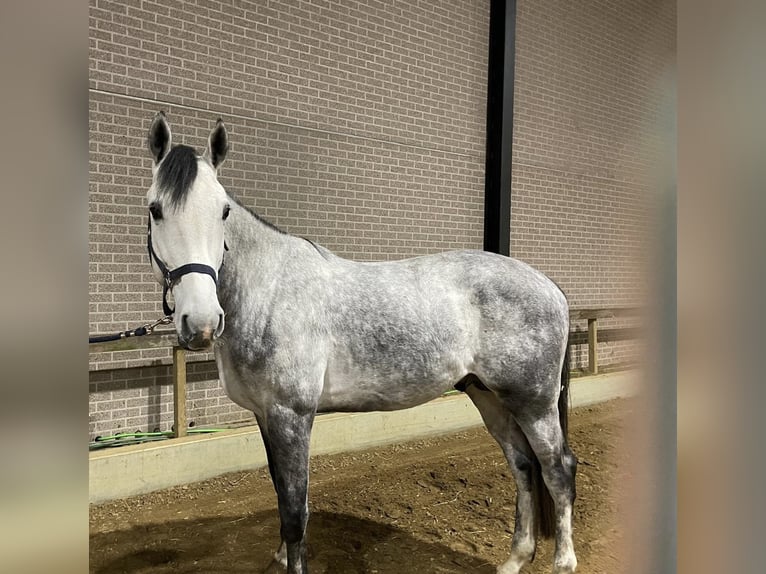 Belgisch Warmbloed Hengst 5 Jaar 172 cm Schimmel in Helchteren