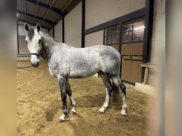 Belgisch Warmbloed Hengst 5 Jaar 172 cm Schimmel in Helchteren