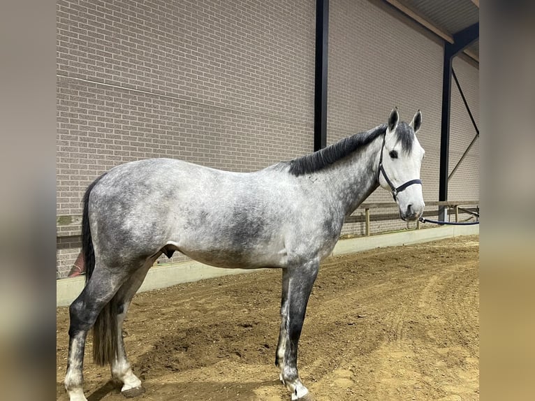 Belgisch Warmbloed Hengst 5 Jaar 172 cm Schimmel in Helchteren