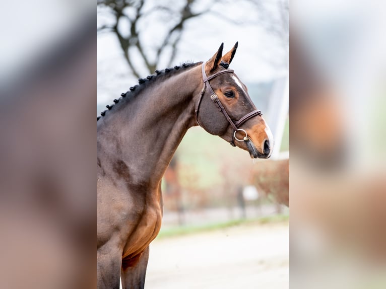 Belgisch Warmbloed Hengst Bruin in Dobrcz