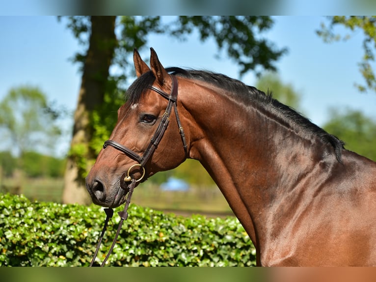 Belgisch Warmbloed Hengst Bruin in Lemwerder