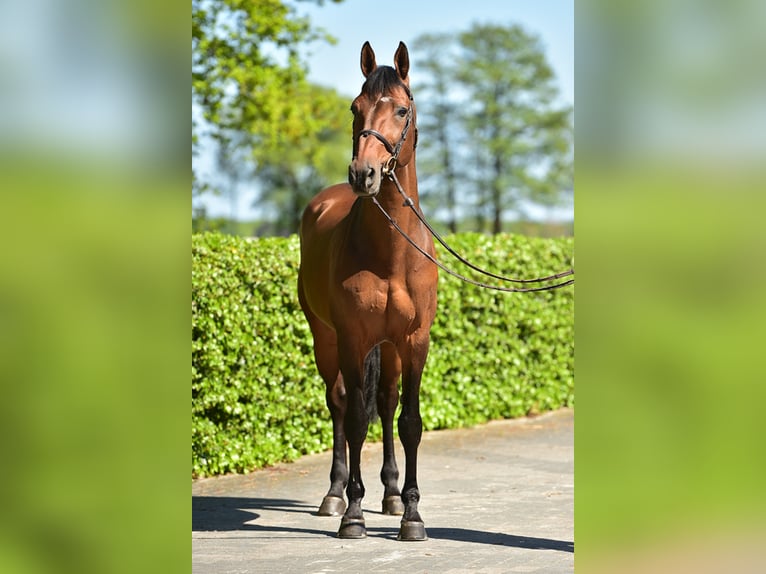 Belgisch Warmbloed Hengst Bruin in Lemwerder