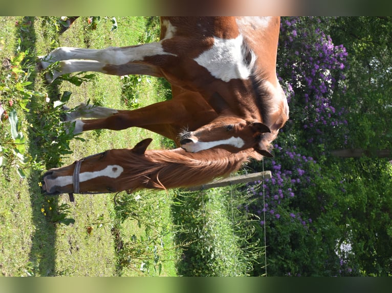 Belgisch Warmbloed Mix Hengst Veulen (03/2026) 155 cm Gevlekt-paard in Wechelderzande