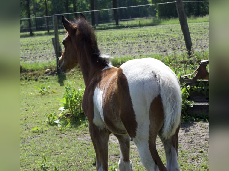 Belgisch Warmbloed Mix Hengst Veulen (03/2026) 155 cm Gevlekt-paard in Wechelderzande
