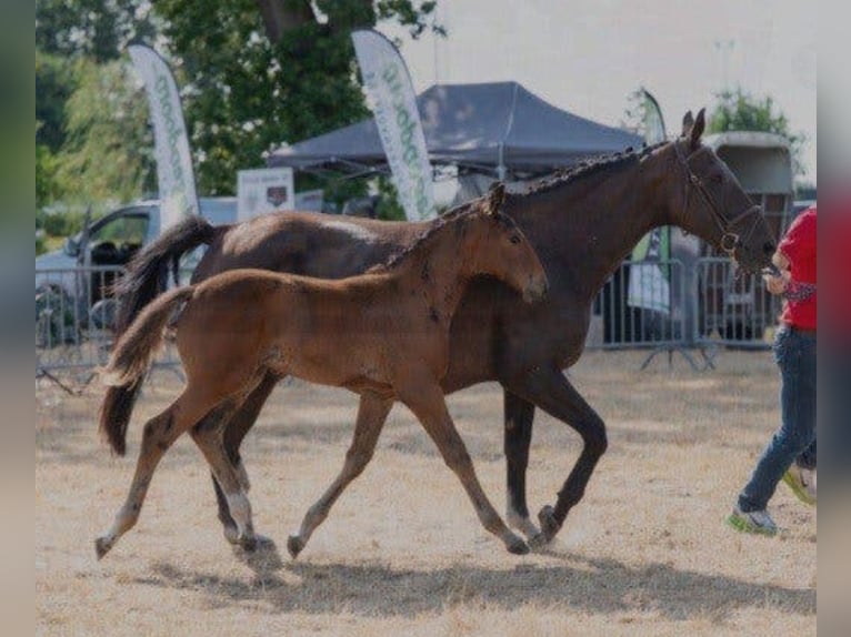 Belgisch Warmbloed Hengst Veulen (05/2026) 168 cm Bruin in Herenthout