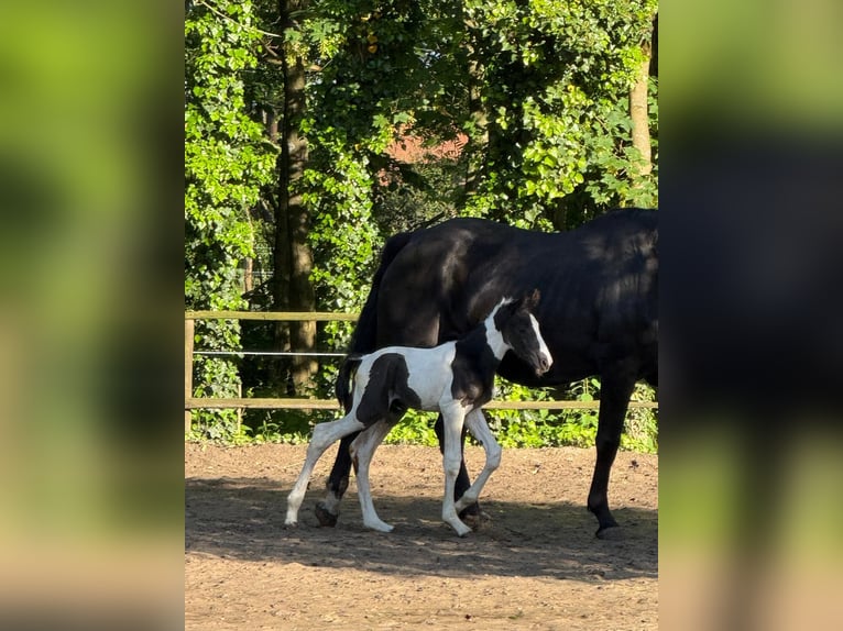 Belgisch Warmbloed Hengst Veulen (05/2026) 170 cm Gevlekt-paard in VoorburgWechelderzande
