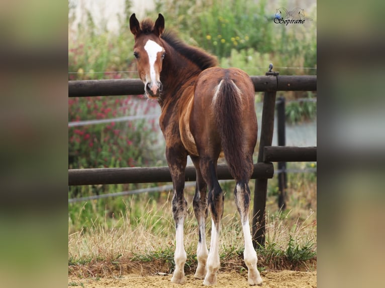 Belgisch Warmbloed Hengst Veulen (05/2026) 170 cm Zwartbruin in Vigneux-Hocquet