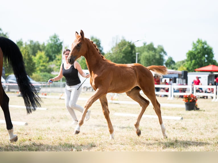 Belgisch Warmbloed Hengst Veulen (05/2025) 173 cm Vos in Pelt