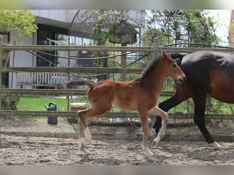 Belgisch Warmbloed Hengst  Bruin in izegem9