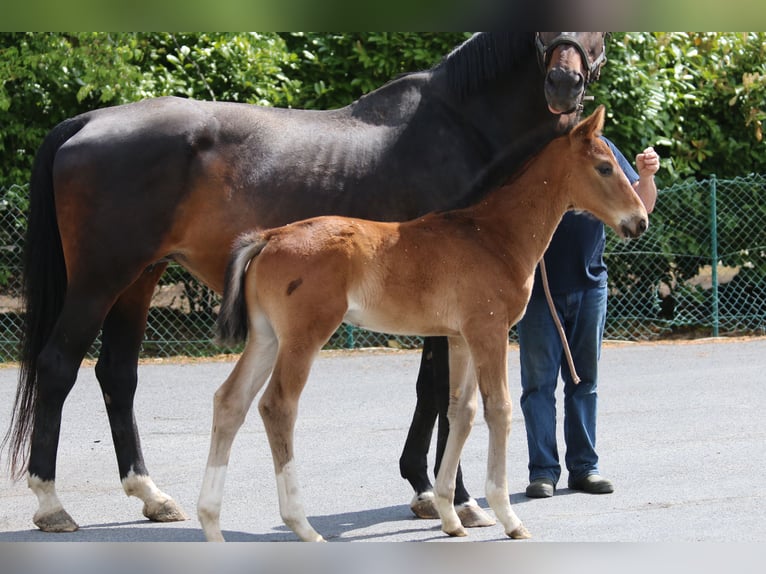 Belgisch Warmbloed Hengst  Bruin in izegem9