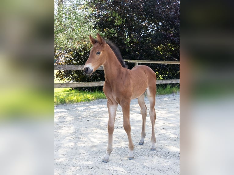 Belgisch Warmbloed Hengst  Bruin in GROTE-BROGEL
