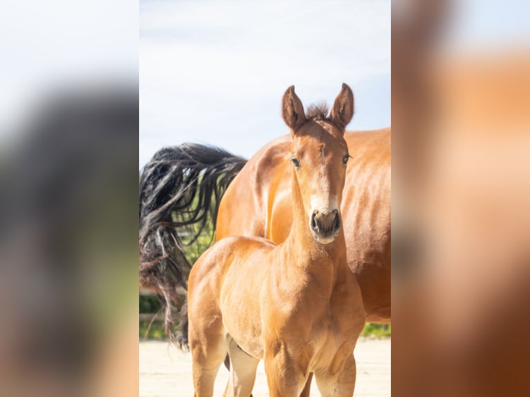Belgisch Warmbloed Hengst  Bruin in GROTE-BROGEL