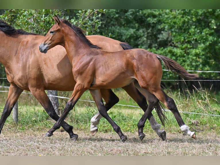 Belgisch Warmbloed Hengst Veulen (04/2025) Bruin in Sint-Katherina-Lombeek