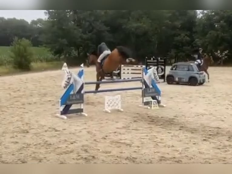 Belgisch Warmbloed Hengst Veulen (04/2026) Bruin in Arendonk