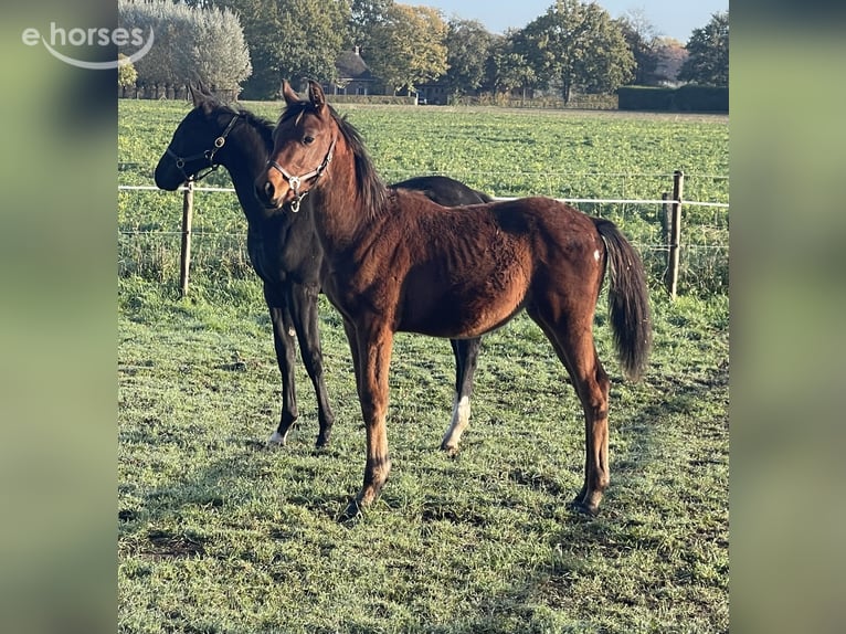 Belgisch Warmbloed Hengst Veulen (04/2026) Bruin in Aalter