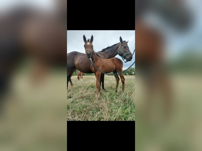 Belgisch Warmbloed Hengst Veulen (05/2025) Bruin in Herk-De-Stad