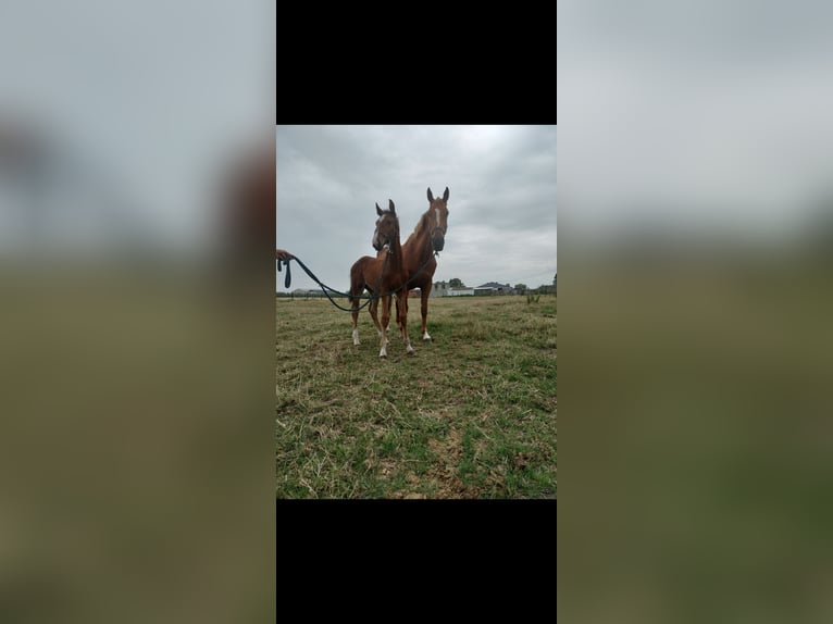 Belgisch Warmbloed Hengst Veulen (05/2025) Bruin in Herk-De-Stad