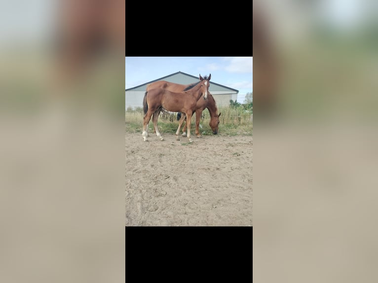 Belgisch Warmbloed Hengst Veulen (05/2025) Bruin in Herk-De-Stad