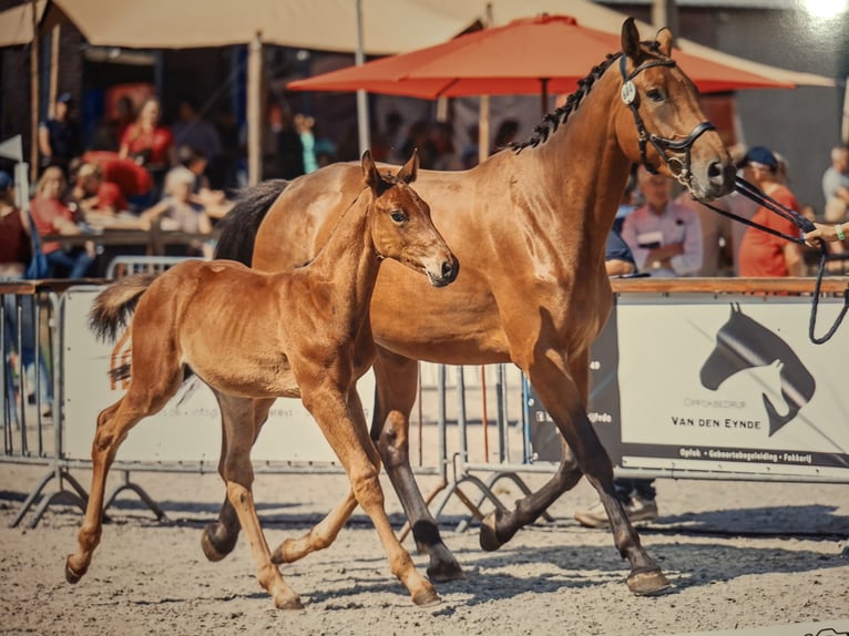 Belgisch Warmbloed Hengst Veulen (05/2026) Bruin in Geel