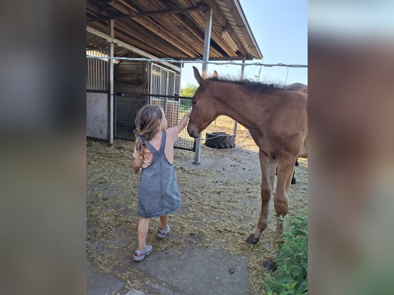 Belgisch Warmbloed Hengst Veulen (05/2026) Bruin in Geel
