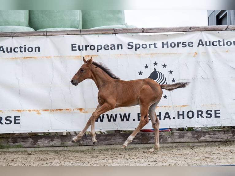 Belgisch Warmbloed Hengst veulen (07/2024) Bruin in GROTE-BROGEL