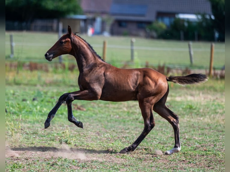 Belgisch Warmbloed Hengst Veulen (04/2025) Bruin in GROTE-BROGEL