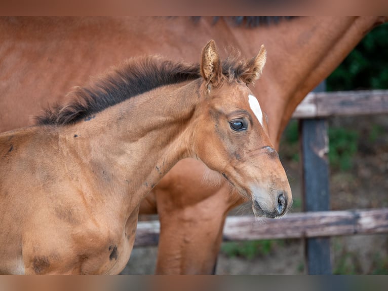 Belgisch Warmbloed Hengst veulen (07/2024) Bruin in GROTE-BROGEL