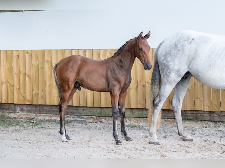 Belgisch Warmbloed Hengst Veulen (04/2025) Bruin in GROTE-BROGEL