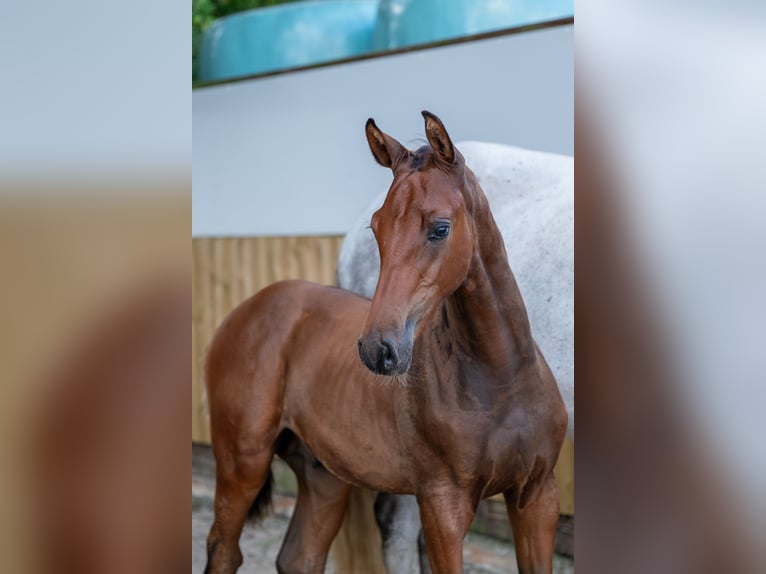 Belgisch Warmbloed Hengst Veulen (04/2025) Bruin in GROTE-BROGEL