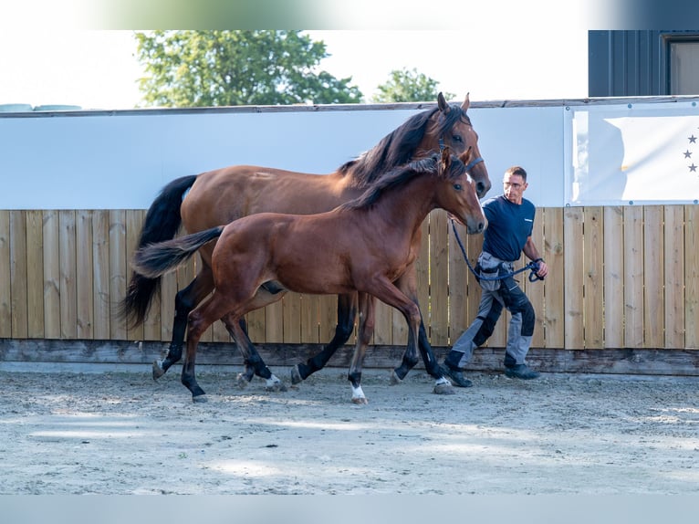 Belgisch Warmbloed Hengst Veulen (03/2025) Bruin in GROTE-BROGEL