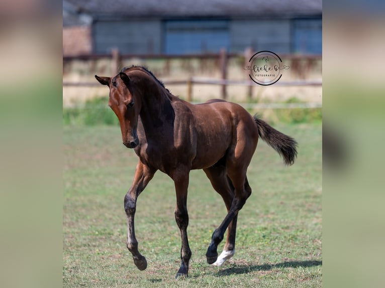 Belgisch Warmbloed Hengst Veulen (04/2025) Bruin in GROTE-BROGEL
