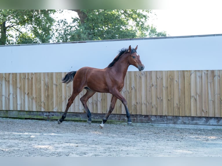 Belgisch Warmbloed Hengst Veulen (03/2025) Bruin in GROTE-BROGEL